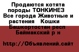 Продаются котята породы ТОНКИНЕЗ - Все города Животные и растения » Кошки   . Башкортостан респ.,Баймакский р-н